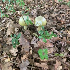 Death Cap