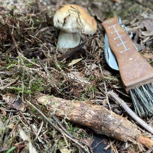 Summer Bolete