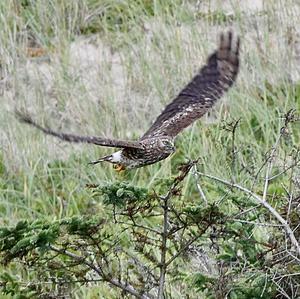 Northern Harrier