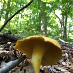 Chanterelle, Common