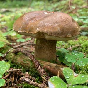 Bitter Bolete