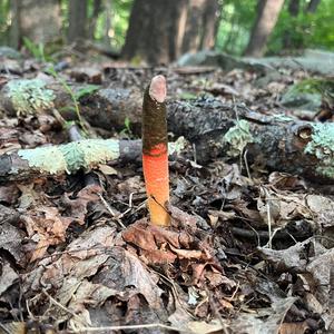 Dog Stinkhorn