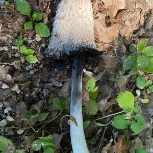 Shaggy Mane