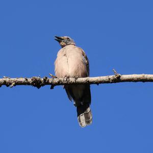 Eurasian Jay