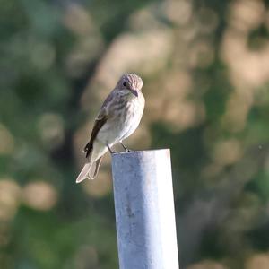 Spotted Flycatcher