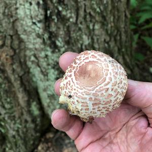 Parasol Mushroom