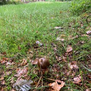 Dotted-stem Bolete