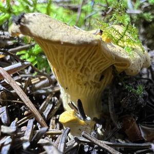 Chanterelle, Common