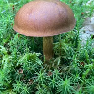 Bay Bolete