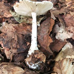 Destroying Angel