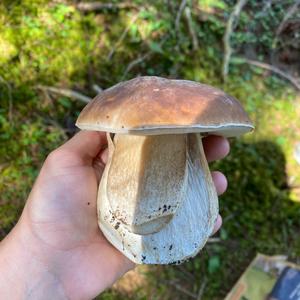 King Bolete