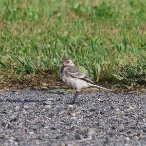 White Wagtail