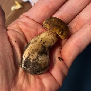 Summer Bolete