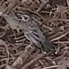 Lark Sparrow