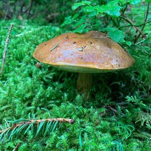 Bay Bolete