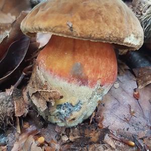 Dotted-stem Bolete