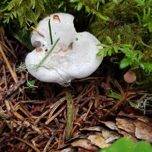 Sweetbread Mushroom