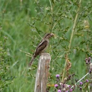 Eurasian Wryneck