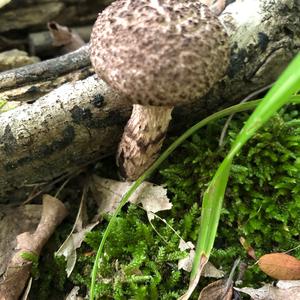 Old Man of the Woods