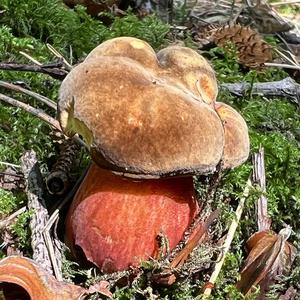 Dotted-stem Bolete