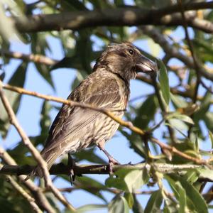 Red Crossbill