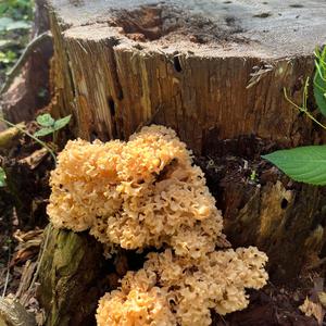 Eastern Cauliflower Mushroom