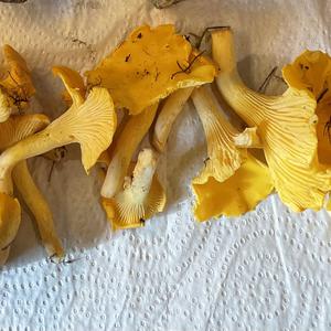 Chanterelle, Common