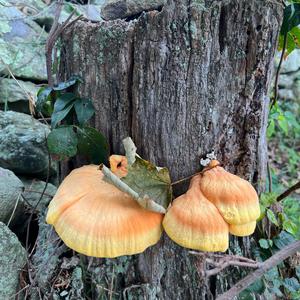 Chicken Mushroom