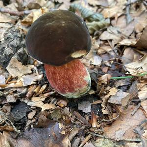 Dotted-stem Bolete