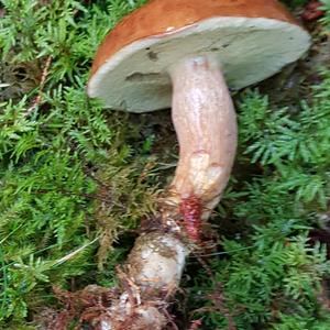 Bay Bolete