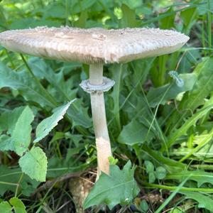 Unknown Species