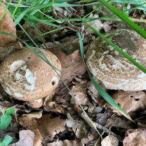 Red-staining Mushroom