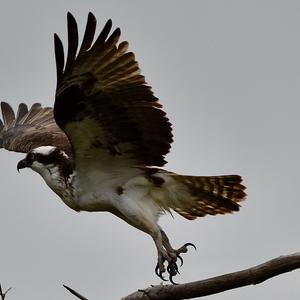 Osprey