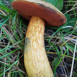 Lurid Bolete