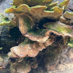 Turkey-tail