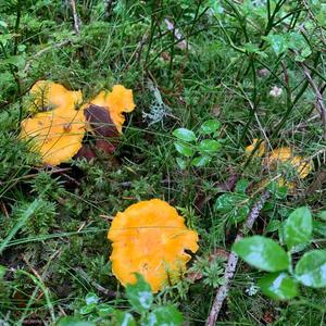 Chanterelle, Common