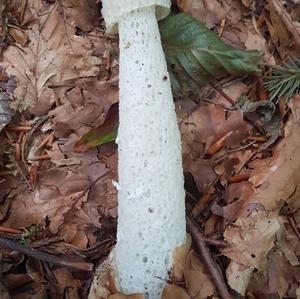 Stinkhorn, Common