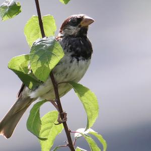 House Sparrow