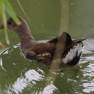 Common Moorhen