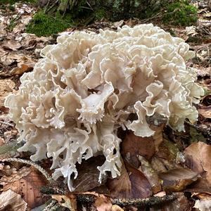 Rooting Cauliflower Mushroom