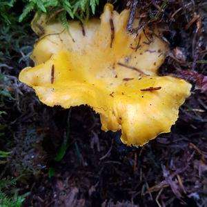 Chanterelle, Common