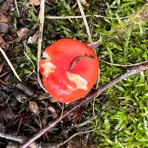 Emetic Russula