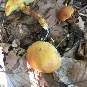 Larch Suillus