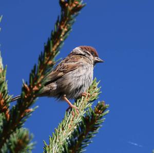 Eurasian Tree Sparrow