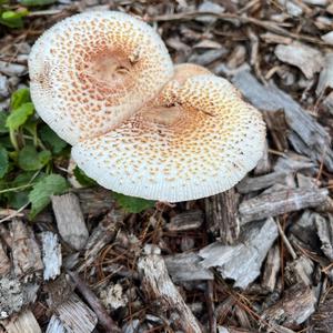 Garden Parasol