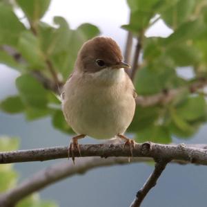 Common Whitethroat