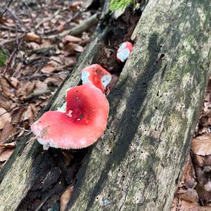 Tall Russula