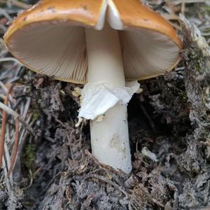 Unknown Species