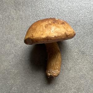 Bitter Bolete