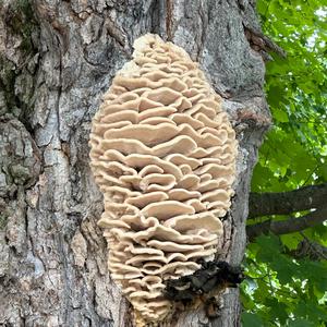 Unknown Species